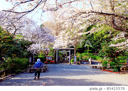 【神奈川】春の鎌倉 葛原岡神社の石鳥居と満開の桜 【神奈川】春の鎌倉 葛原岡神社の石鳥居と満開の桜 85423570