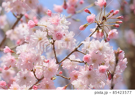 満開の桜 八重咲のさくら 舞姫 新種 可憐 満開の桜 八重咲のさくら 舞姫 新種 可憐 85423577