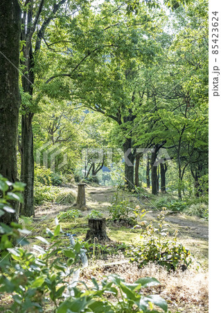 公園の散歩道（あやめ池公園） 85423624