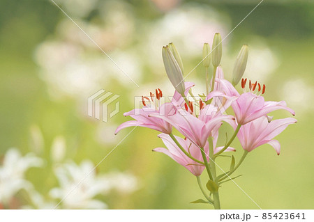 百合 85423641
