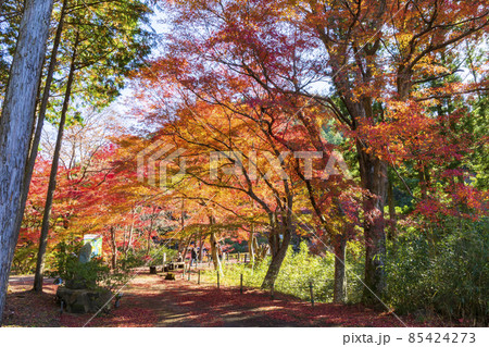 木立の向こうに錦秋の彩を撮る 85424273