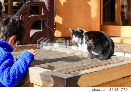 猫に参拝2 猫に参拝2 85424770