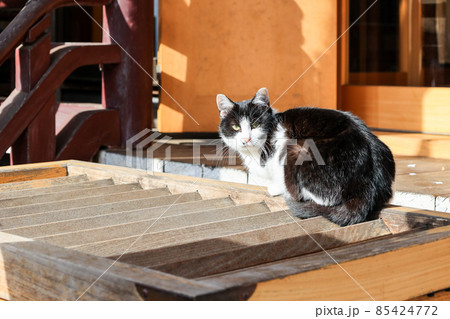 賽銭箱の上の猫 賽銭箱の上の猫 85424772