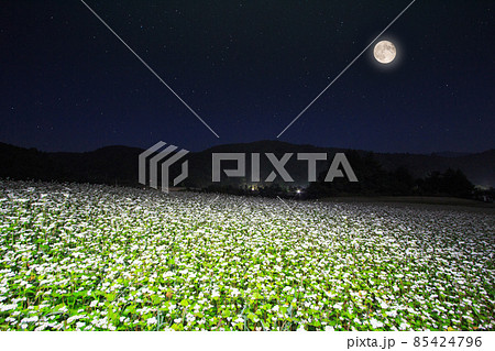 韓国 江原道 ソバ畑 85424796