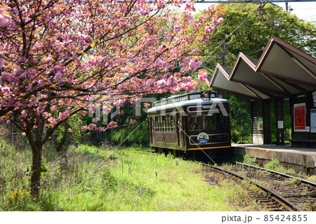 桜咲く嵐電・北野線を走るレトロ号 85424855