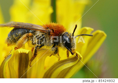 Closeup of a female Andrena haemorrhoa on yellow flower of dandelion, Taraxacum officinale Closeup of a female Andrena haemorrhoa on yellow flower of dandelion, Taraxacum officinale 85424932