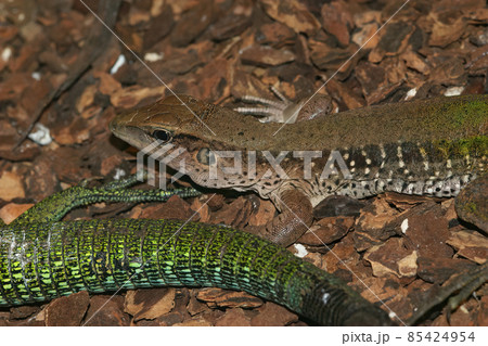 Closeup of the giant or green ameiva, South American ground lizard, Amazon racerunner or Ameiva maeiva 85424954