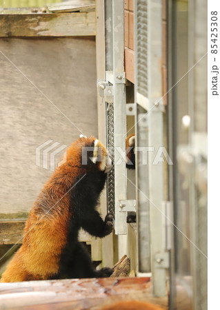 レッサーパンダ レッサーパンダ 85425308