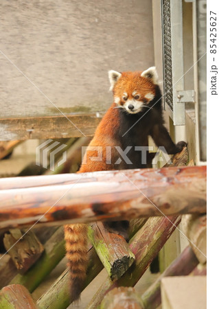 レッサーパンダ 85425627