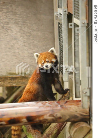 レッサーパンダ　 85425899