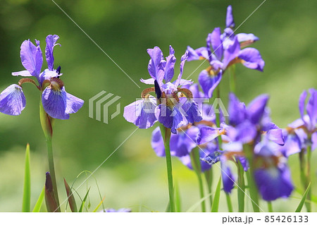 アヤメの花　菖蒲　あやめ 85426133