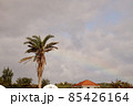 沖縄県宮古島　虹とヤシの木 85426164