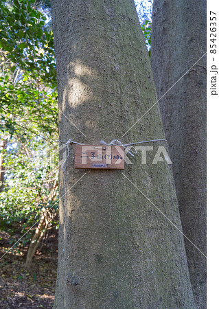 二上山（下）の山頂（三浦アルプス） 85426357