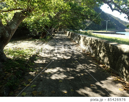 加計呂麻島の諸鈍のデイゴ並木 85426976