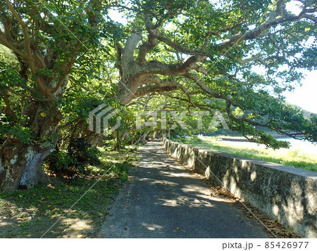 加計呂麻島の諸鈍のデイゴ並木 85426977