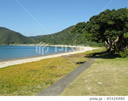加計呂麻島の諸鈍の美しいサンゴの海 85426980