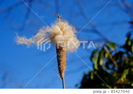 蒲 ガマ 東京町田 薬師池公園 蒲 ガマ 東京町田 薬師池公園 85427040