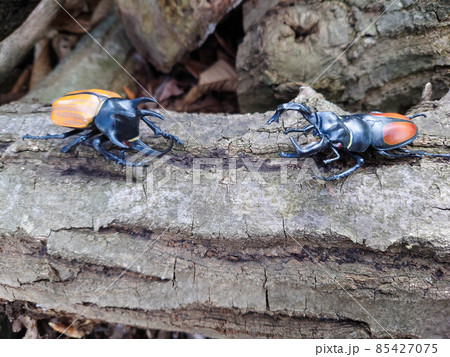 ゴホンヅノカブトVSパリーフタマタクワガタ 85427075