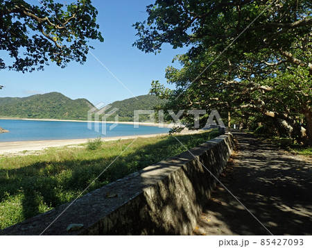 加計呂麻島の諸鈍のデイゴ並木 加計呂麻島の諸鈍のデイゴ並木 85427093