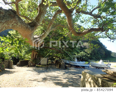 加計呂麻島の諸鈍のデイゴ並木 加計呂麻島の諸鈍のデイゴ並木 85427094