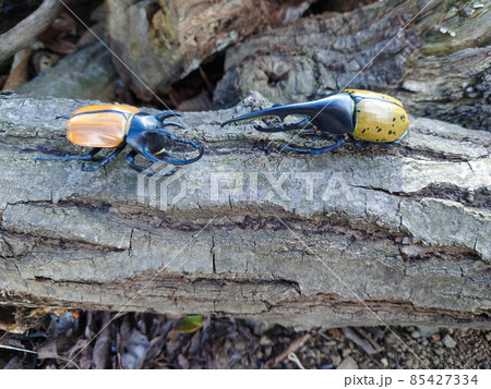 ゴホンヅノカブトVSヘラクレス ゴホンヅノカブトVSヘラクレス 85427334