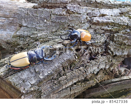 フェモラリスツヤクワガタVSゴホンヅノカブトの写真素材 [85427336
