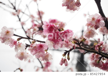 寒桜　緋寒桜　台湾　陽明山 85427954