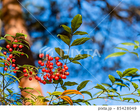 庭園の冬の風物詩　真っ赤に色づいた万両 85428049