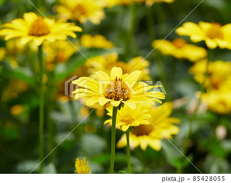 夏、自生しているキクイモモドキ 85428055