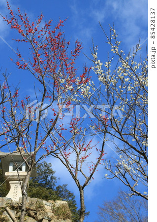 保久良神社(神戸市東灘区本山町)に咲く紅梅と白梅	 保久良神社(神戸市東灘区本山町)に咲く紅梅と白梅	 85428137