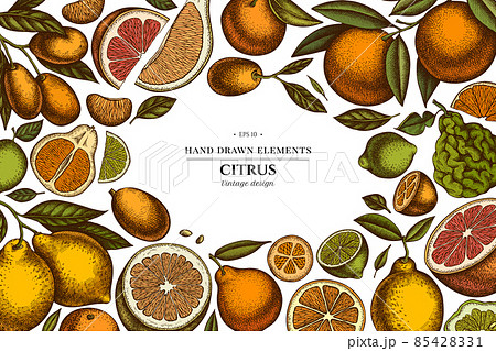 Citrus hand drawn illustration design. Background with retro kumquat, lemon, tangelo, grapefruit 85428331