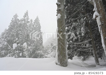 【兵庫県 宍粟市】大雪の森 【兵庫県 宍粟市】大雪の森 85428373