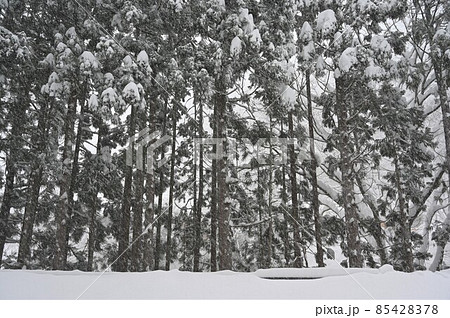 【兵庫県 宍粟市】大雪の森 【兵庫県 宍粟市】大雪の森 85428378