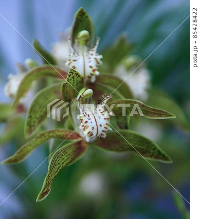 洋蘭シンビジウム・トラシアナム　＊縦長長方形構図 85428422