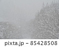 【兵庫県 宍粟市】大雪の森 85428508