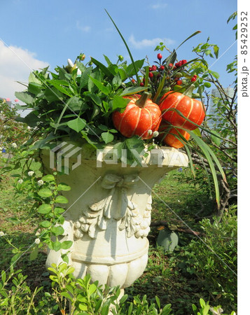 ハロウィーンイメージの寄せ植え 85429252
