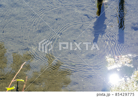 神社裏のため池とアメンボの水紋 神社裏のため池とアメンボの水紋 85429775