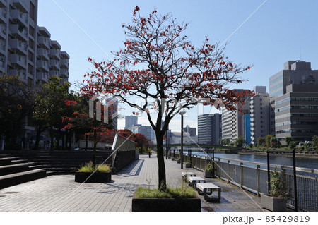 東京都港区港南の高浜緑地の風景 東京都港区港南の高浜緑地の風景 85429819