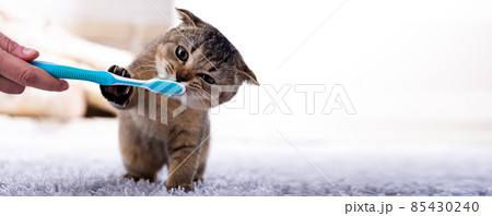 Beautiful kitten and a toothbrush. Cat brushing teeth Beautiful kitten and a toothbrush. Cat brushing teeth 85430240
