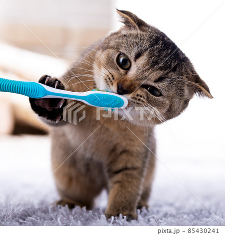 Beautiful kitten and a toothbrush. Cat brushing teeth 85430241