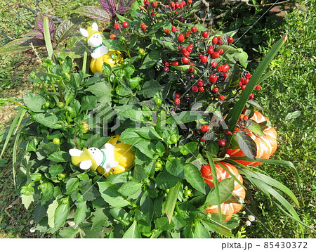 ハロウィーンイメージの寄せ植え ハロウィーンイメージの寄せ植え 85430372