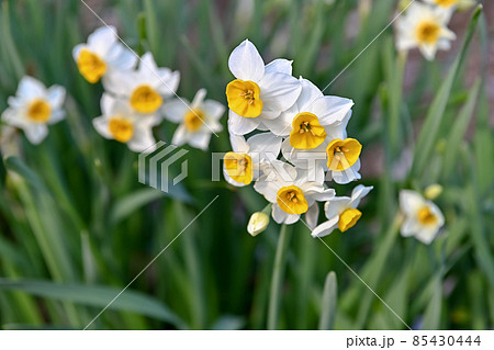 スイセン materials digitalstage