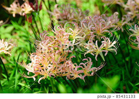 松戸市 祖光院の美しい彼岸花 85431133