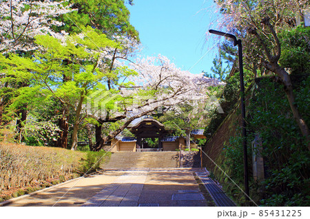 【神奈川】春の鎌倉 円覚寺の方丈前唐門と満開の桜 【神奈川】春の鎌倉 円覚寺の方丈前唐門と満開の桜 85431225