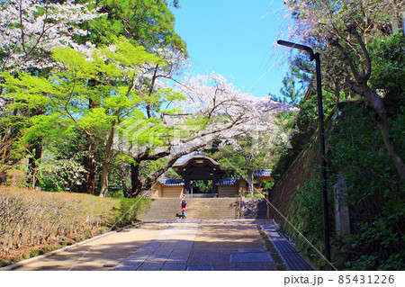 【神奈川】春の鎌倉 円覚寺の方丈前唐門と満開の桜 【神奈川】春の鎌倉 円覚寺の方丈前唐門と満開の桜 85431226