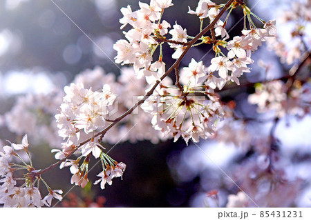 【神奈川】春の鎌倉 円覚寺境内の満開の桜 【神奈川】春の鎌倉 円覚寺境内の満開の桜 85431231