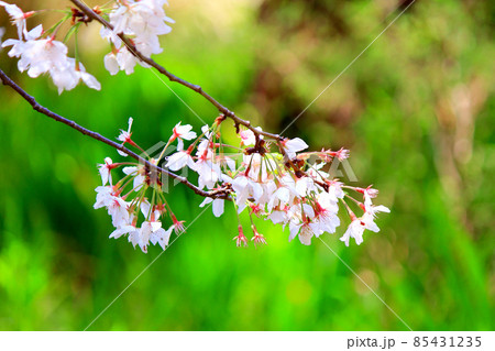 【神奈川】春の鎌倉 円覚寺境内の満開の桜 【神奈川】春の鎌倉 円覚寺境内の満開の桜 85431235