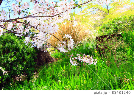 【神奈川】春の鎌倉 円覚寺境内の満開の桜と新緑のコントラスト 【神奈川】春の鎌倉 円覚寺境内の満開の桜と新緑のコントラスト 85431240