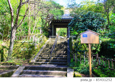 【神奈川】春の鎌倉 円覚寺黄梅院 【神奈川】春の鎌倉 円覚寺黄梅院 85431252