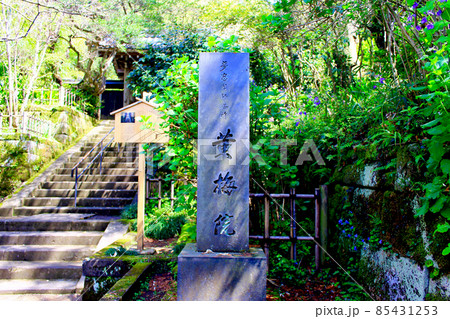 【神奈川】春の鎌倉 円覚寺黄梅院 【神奈川】春の鎌倉 円覚寺黄梅院 85431253